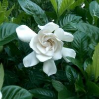 Gardenia 'Magnifica' 8" Pot