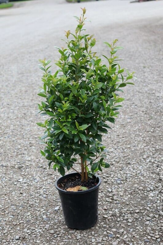 A young, lush green Syzygium 'Hinterland Gold' Lilly Pilly tree in an 8" black plastic pot, standing on a gravel surface.