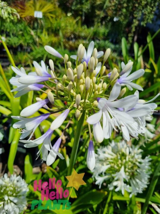Agapanthus 'Queen Mum™'