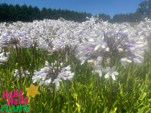 Agapanthus 'Queen Mum™'