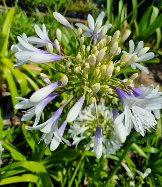 Agapanthus 'Queen Mum™'