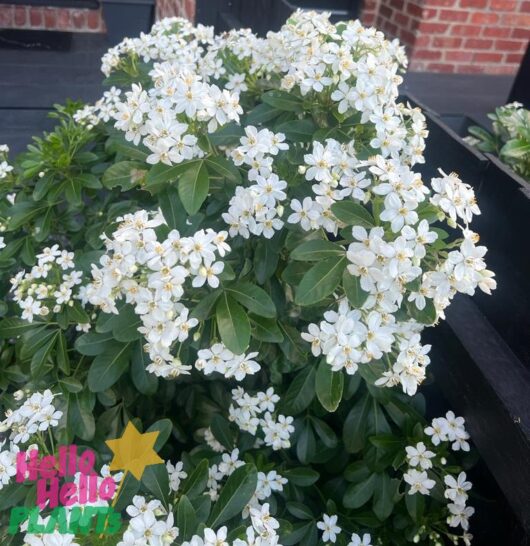 Choisya 'Mexican Orange Blossom'