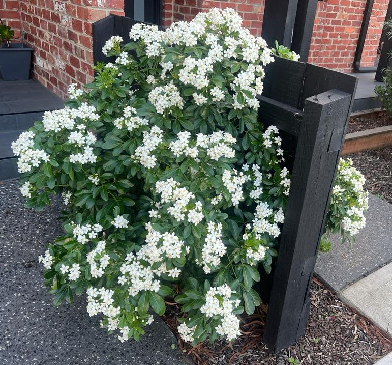 Choisya Mexican Orange Blossom Hello Hello Plants