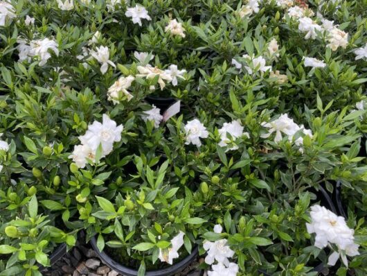 Gardenia 'Radicans' 8" Pot