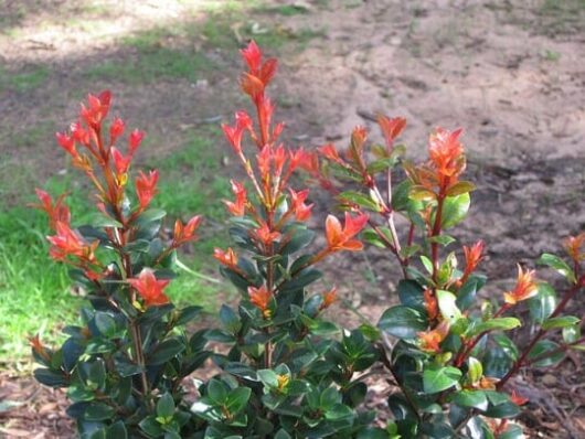 A Syzygium 'Orange Twist' Lilly Pilly 10" Pot with red flowers and leaves in the yard.