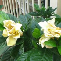 Gardenia 'Golden Magic' 6" Pot