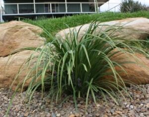 A Liriope muscari 'Just Right' 6" Pot plant in front of a house and rocks.