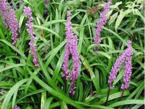 Liriope 'Royal Purple' 6" Pot flowers in a garden with green leaves.