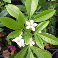 Mexican Orange Blossom