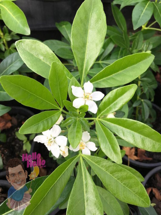 Mexican Orange Blossom