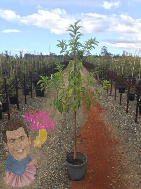 Native frangipani 12inch pot watermarked @ Hello Hello Plants