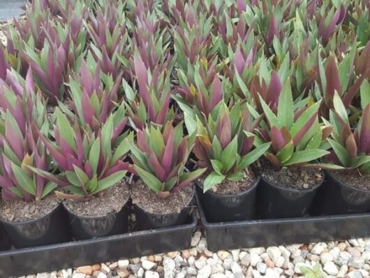 Rhoeo 'Moses in the Cradle' 6" Pot