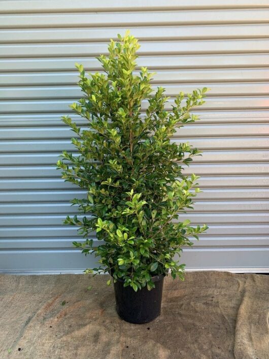 A potted green Syzygium 'Resilience' Lilly Pilly 12" Pot, with small leaves, sits on a burlap mat against a corrugated metal background.