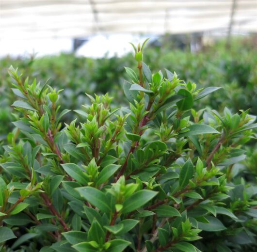 Close-up of lush green Syzygium 'Tiny Trev' Lilly Pilly shrubbery with young leaf shoots, showcased in a 7" Pot.