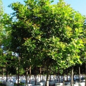 A grove of young Tristaniopsis 'Water Gum' Luscious® trees with luscious green canopies in an urban setting.