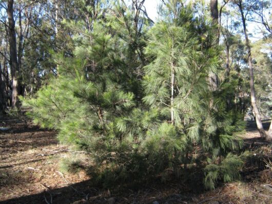 Allocasuarina 'Black She-Oak' 16" Pot
