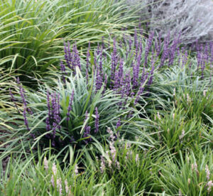 A garden full of Liriope 'Amethyst™' 6" Pot plants and grasses.