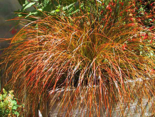 Carex 'Orange Sedge' 3" Pot