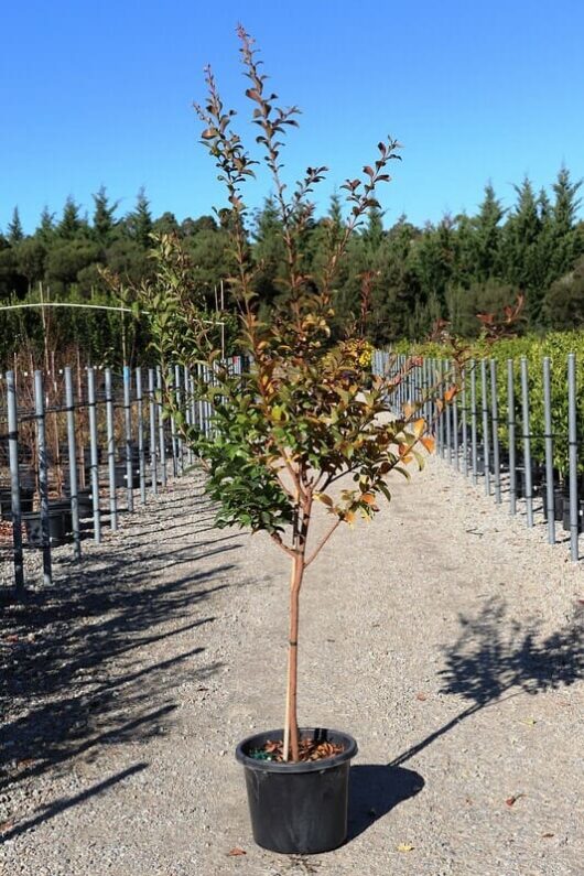 A young Lagerstroemia 'Sioux' Crepe Myrtle tree in a black 12" pot, with a backdrop of a nursery featuring rows of trees under a clear blue sky.