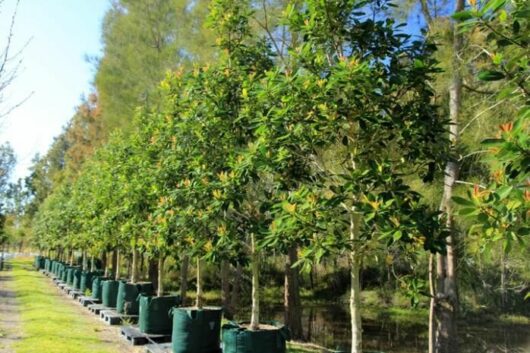 Tristaniopsis 'Water Gum' Luscious®