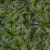 Dwarf Mondo Grass Border