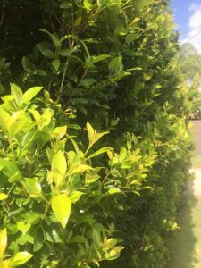 A Syzygium 'Hinterland Gold' Lilly Pilly 12" Pot hedge with green leaves in front of a house.