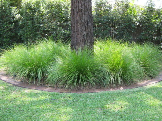 Lomandra Tanika around the base of a tree