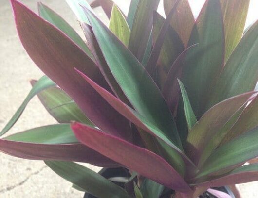 A Rhoeo 'Moses in the Cradle' plant with red and green leaves in a 6" pot.
