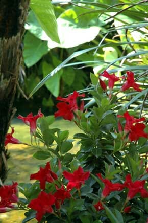 Mandevilla "Aloha Red" - Hello Hello Plants & Garden Supplies