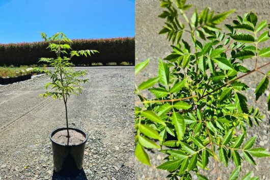 Melia 'White Cedar' 8" Pot