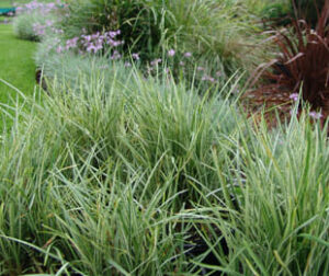 A garden with a lot of Ophiopogon 'Silver Edge' Mondo Grass 6" Pot and flowers.