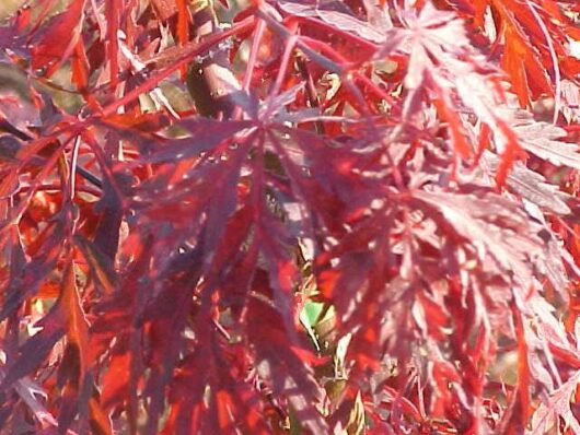 Acer 'Seiryu' Japanese Maple with red leaves on a tree.