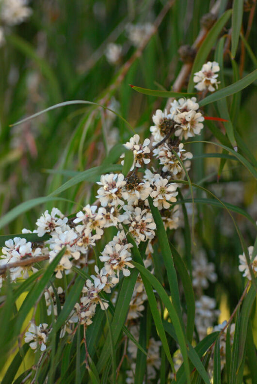 A branch of Agonis 'Copper Wave' 6" Pot trees with white flowers.