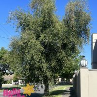 A sunny day illuminates the dense green foliage of Alnus 'Evergreen Alder' standing tall by a sidewalk and a fence, with the "Hello Hello Plants" logo in the corner.
