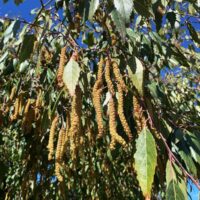 Alnus 'Evergreen Alder'