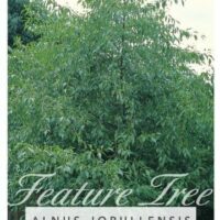 Alnus 'Evergreen Alder'