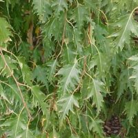 A close up of a Betula 'Cut Leaf' Silver Birch 10" Pot tree.
