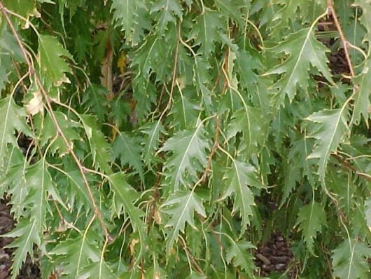 A close up of a Betula 'Cut Leaf' Silver Birch 10" Pot tree.