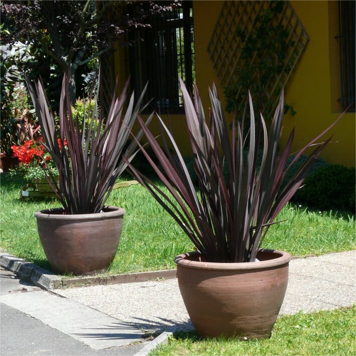 Flax Dark Delight - Hello Hello Plants & Garden Supplies