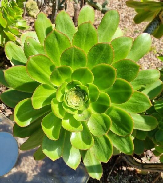 Aeonium 'Green Houseleek' Succulent