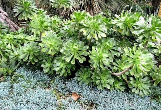 Lush succulent garden with a variety of green and silver plants, including Aeonium 'Green Houseleek' Succulent, highlighting diverse textures and leaf patterns.