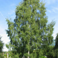 A Betula 'Cut Leaf' Silver Birch 10" Pot tree in a park.
