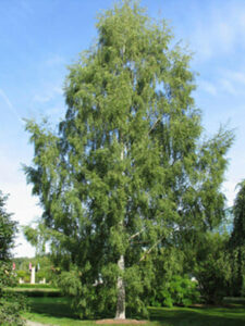 A Betula 'Cut Leaf' Silver Birch 10" Pot tree in a park.