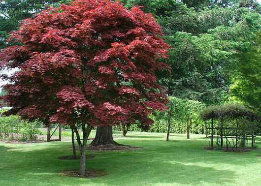 An Acer 'Pixie' Japanese Maple tree in a 10" pot.