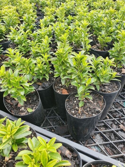 Euonymus 'Tom Thumb' 3" Pot