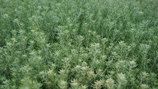 Close-up of dense Westringia 'Coastal Rosemary' shrubbery with fine leaf textures.