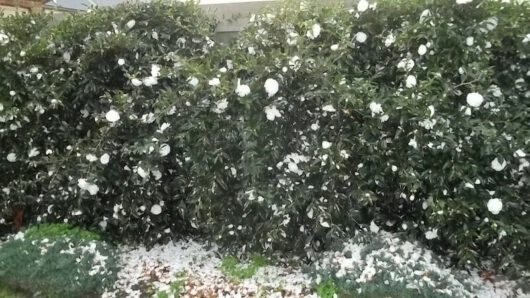 Camellia sasanqua 'Early Pearly' 10" Pot falls on a bush in front of a house.