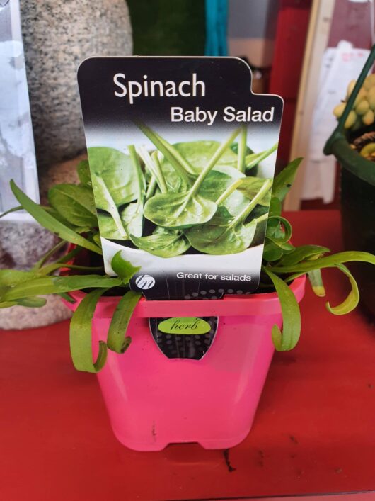 A Spinach 'Baby' 4" Pot with a label reading "baby spinach salad" surrounded by green spinach plants, indicating that it's great for salads.