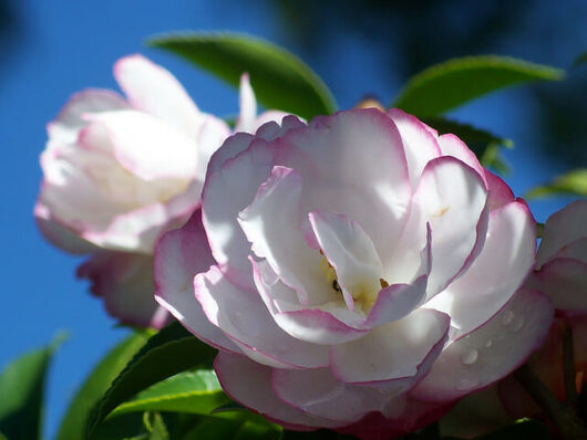 A close up of a Camellia sasanqua 'Paradise® Pearl' 6" Pot.