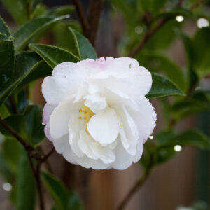 A white Camellia sasanqua 'Asakura' 13" Pot flower with water droplets on it.